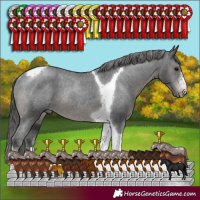 Horse Color:Black Sabino Tobiano Appaloosa Rabicano 