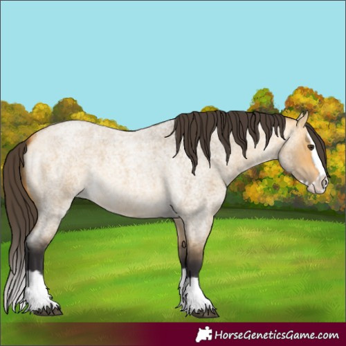 Horse Color:Buckskin Roan Dun Splash 