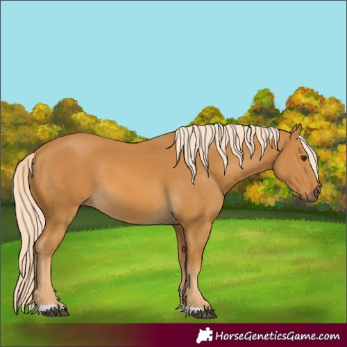 Horse Color:Unknown 