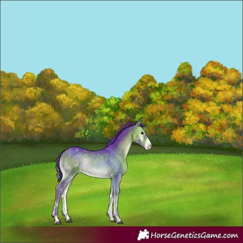 Horse Color:Watercolor Bay Onyx Sabino Appaloosa 