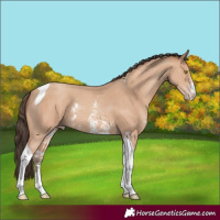 Horse Color:Amber Champagne Sabino Tobiano 