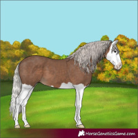 Horse Color:Silver Black Splash