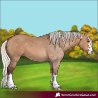 Horse Color:Silver Brown Dun 