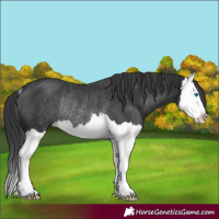 Horse Color:Black Splash Rabicano