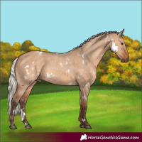 Horse Color:White Spotted Silver Bay Dun 