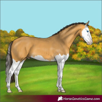 Horse Color:Buckskin Splash 