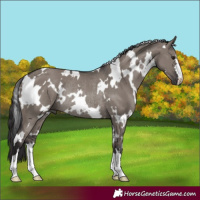 Horse Color:White Spotted Smoky Grullo Rabicano