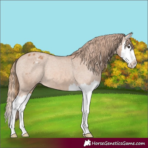 Horse Color:Chestnut Splash Appaloosa 