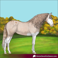 Horse Color:Chestnut Splash Appaloosa 