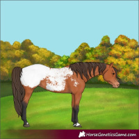 Horse Color:Bay Appaloosa 