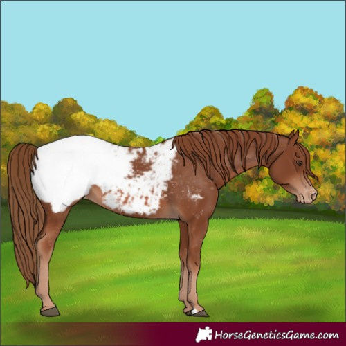 Horse Color:Chestnut Near Fewspot 