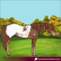 Horse Color:Chestnut Appaloosa 