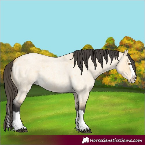 Horse Color:Buckskin Roan Dun Splash 