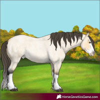 Horse Color:Buckskin Roan Dun Splash 