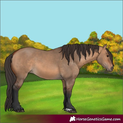 Horse Color:Bay Dun 