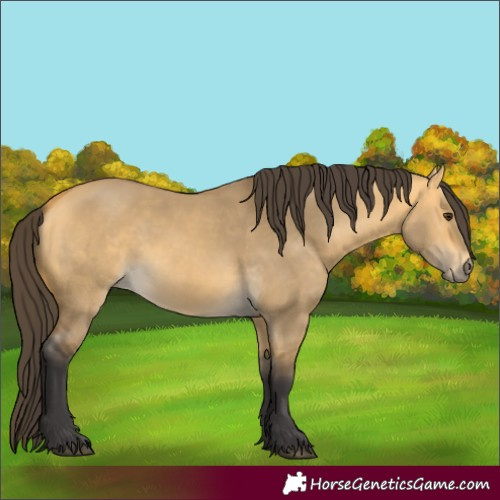 Horse Color:Buckskin Dun 