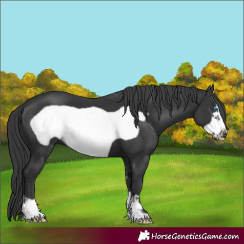 Horse Color:Black Frame 