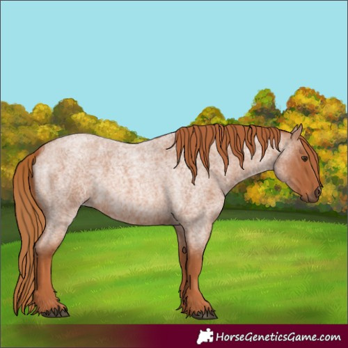 Horse Color:Red Roan 