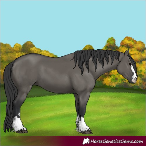 Horse Color:Unknown 