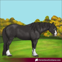 Horse Color:Smoky Black  and Smoky Black 