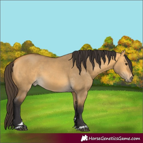 Horse Color:Buckskin Dun 