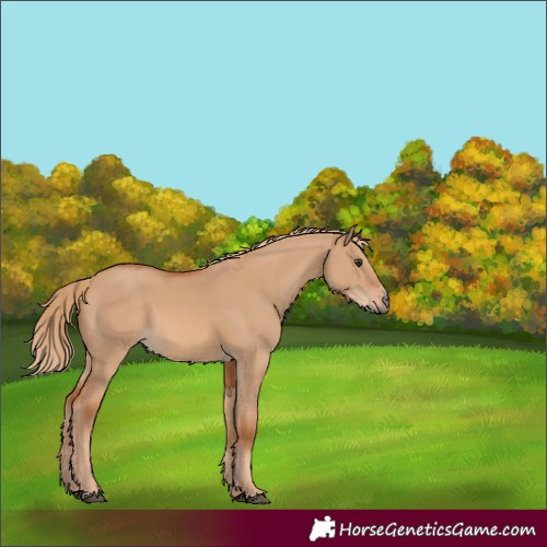Horse Color:Unknown 