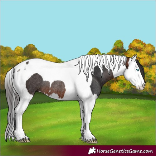 Horse Color:Brown Splash Tobiano Rabicano 