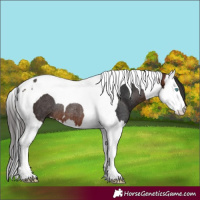 Horse Color:Brown Splash Tobiano Rabicano 