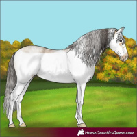 Horse Color:White Spotted Buckskin Splash Frame 