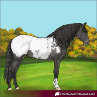 Horse Color:Black Appaloosa Rabicano 