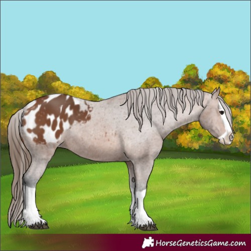 Horse Color:Bay Splash Appaloosa 