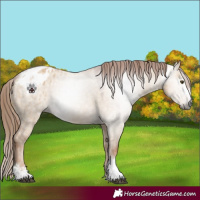 Horse Color:Gray Red Dun Sabino Appaloosa 