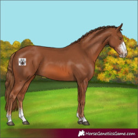 Horse Color:Chestnut Sabino 