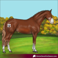 Horse Color:Chestnut Sabino