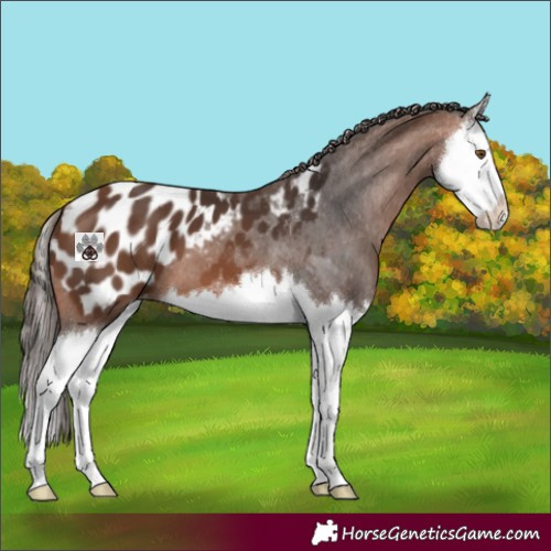 Horse Color:Bay Splash Appaloosa 