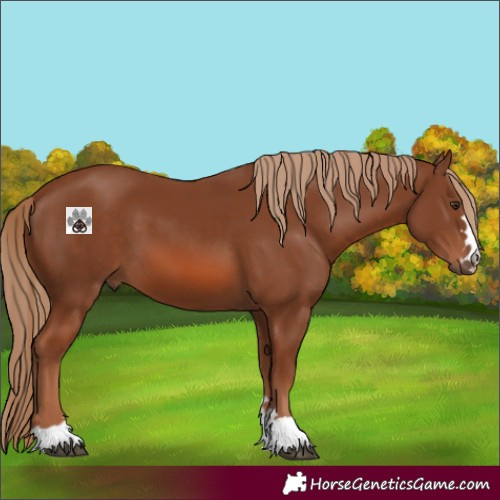 Horse Color:Chestnut 
