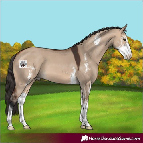Horse Color:Bay Dun Sabino 