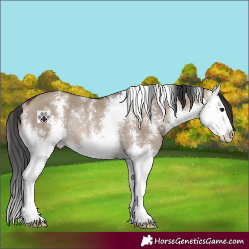 Horse Color:Brown Dun Sabino Splash Rabicano 