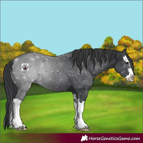 Horse Color:Black Splash
