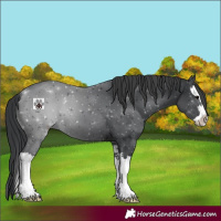 Horse Color:Black Splash 