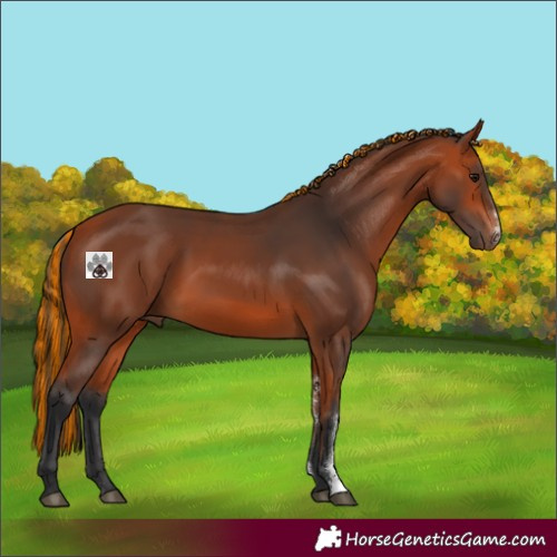 Horse Color:Painted Bay Sabino 