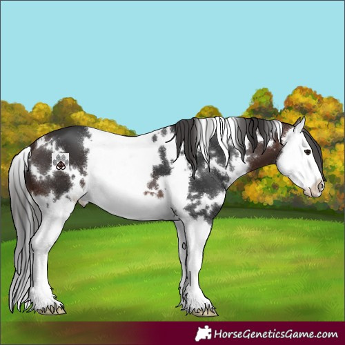 Horse Color:White Spotted Brown Splash 