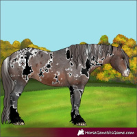 Horse Color:White Spotted Brown Appaloosa 
