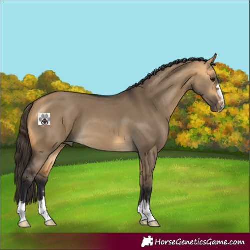 Horse Color:Buckskin Dun 