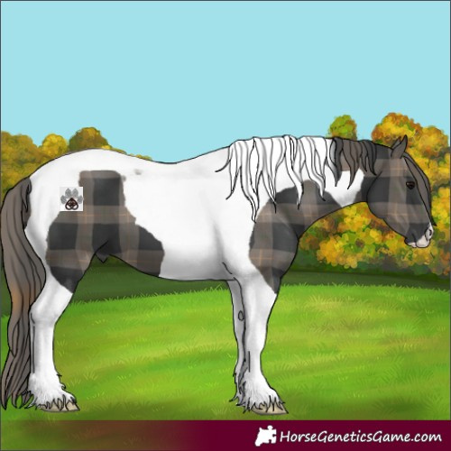 Horse Color:Plaid  Black Tobiano 