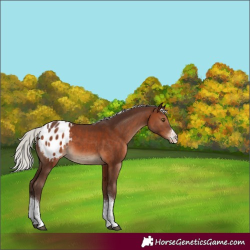 Horse Color:Silver Brown Sabino Tobiano Appaloosa