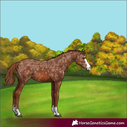 Horse Color:Chestnut Ice 