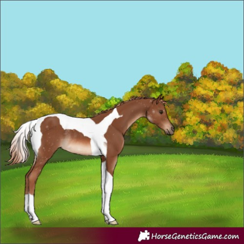 Horse Color:Chestnut Tobiano Rabicano 