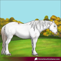 Horse Color:White Spotted Bay Splash Frame Appaloosa 
