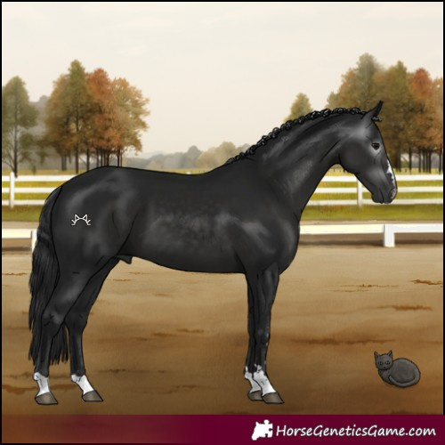 Horse Color:Gray Black 